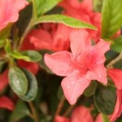 Rhododendron 'Orange Beauty'