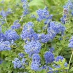 Ceanothus 'Italian Skies'
