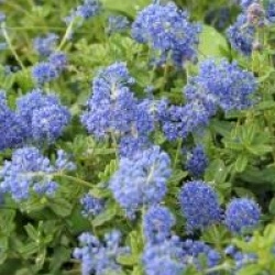 Ceanothus 'Italian Skies' - C�anothe Italian Skies