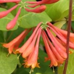 Lonicera x brownii 'Dropmore Scarlet'