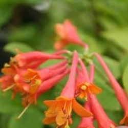 Lonicera x brownii 'Dropmore Scarlet'