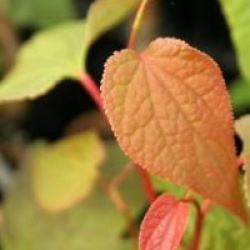 Tetracentron sinense