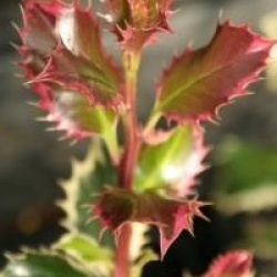 Ilex aquifolium 'Argentea Marginata'