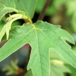 Platanus orientalis f. digitata