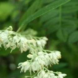 Pterostyrax psilophyllus