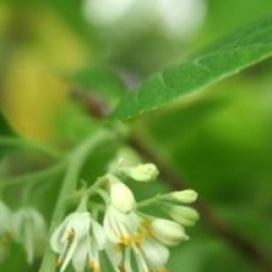 Pterostyrax psilophyllus