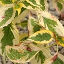 Cornus alternifolia 'Golden Shadow'