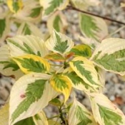 Cornus alternifolia 'Golden Shadow'
