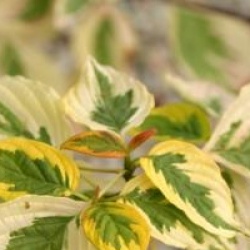 Cornus alternifolia 'Golden Shadow'