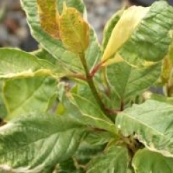 Cornus alba 'Cream Cracker' � - Cornouiller Cream Cracker