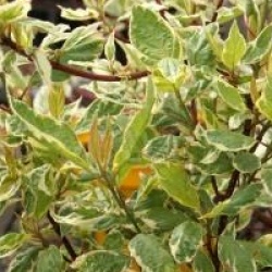 Cornus alba 'Cream Cracker' �