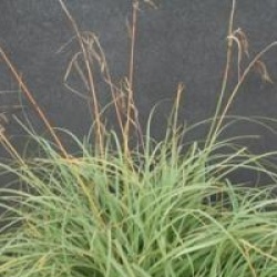 Carex flaca 'Blue Zinger' - Laiche Blue Zinger