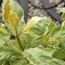 Cornus alba 'Cream Cracker' �
