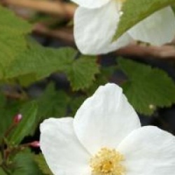 Rubus 'Beneden'