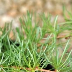 Larix kaempferi 'Diane'