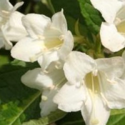 Weigela 'Milk And Honey'