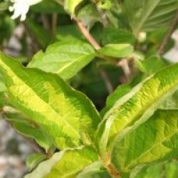 Weigela 'Milk And Honey'