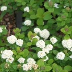 Spiraea betulifolia 'Tor'