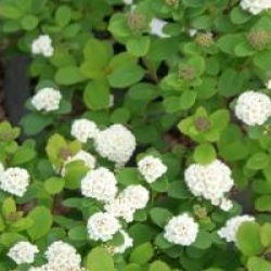 Spiraea betulifolia 'Tor'