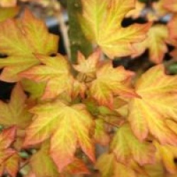 Acer x orientalia � 'Minorient'