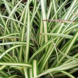 Carex oshimensis 'Evergold'
