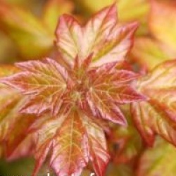 Acer x orientalia � 'Minorient'