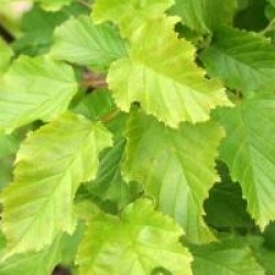 Acer tataricum Hot Wings � 'Garann'