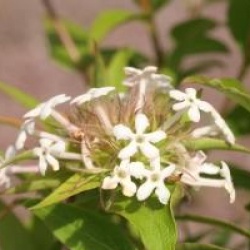 Ab�lia triflora 