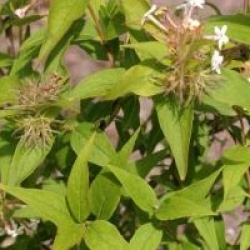 Abelia triflora 