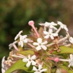 Abelia triflora 