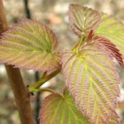 Davidia involucrata 'Crimson Spring' - Arbre aux mouchoirs pourpre