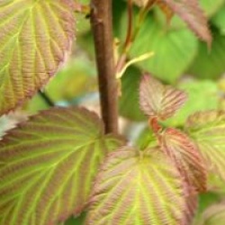 Davidia involucrata 'Crimson Spring'