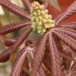 Aesculus glabra 'April Wine'