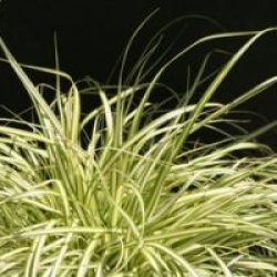 Carex oshimensis 'Evergold'
