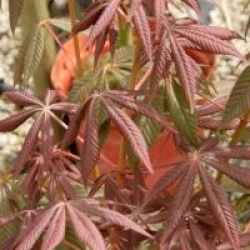 Aesculus glabra 'April Wine'