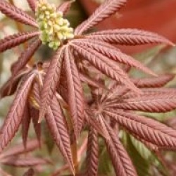 Aesculus glabra 'April Wine'