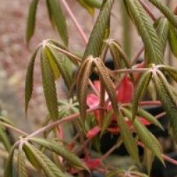  Aesculus x woerlitzensis 'Ellwangeri' -  Aesculus x woerlitzensis 'Ellwangeri'