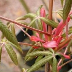  Aesculus x woerlitzensis 'Ellwangeri'