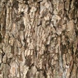 Corylus colurna - Noisetier de Byzance