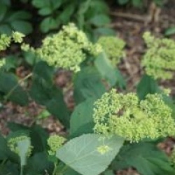 Hydrangea arborescens 'Hayes Starburst'