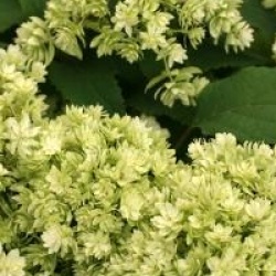 Hydrangea arborescens 'Hayes Starburst'