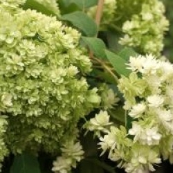Hortensia arbustif Hayes Starburst