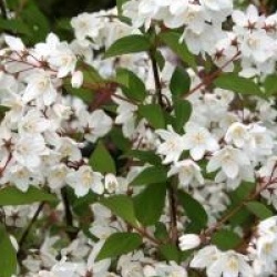 Deutzia x kalmiiflora 