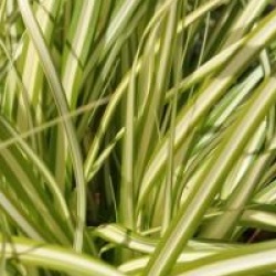 Carex oshimensis 'Evergold'