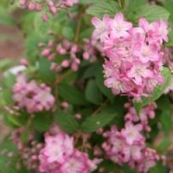 Deutzia x elegantissima 'Rosealind'
