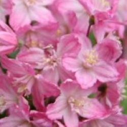 Deutzia x elegantissima 'Rosealind'