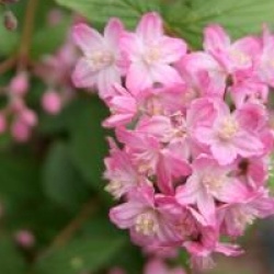 Deutzia x elegantissima 'Rosealind'