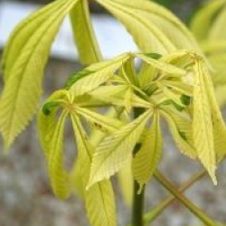 Aesculus hippocastanum 'Hampton Court Gold'