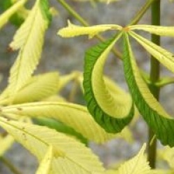 Aesculus hippocastanum 'Hampton Court Gold'