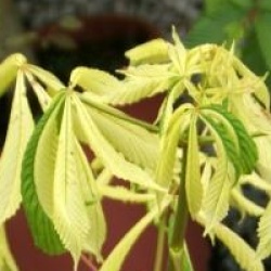 Aesculus hippocastanum 'Hampton Court Gold'